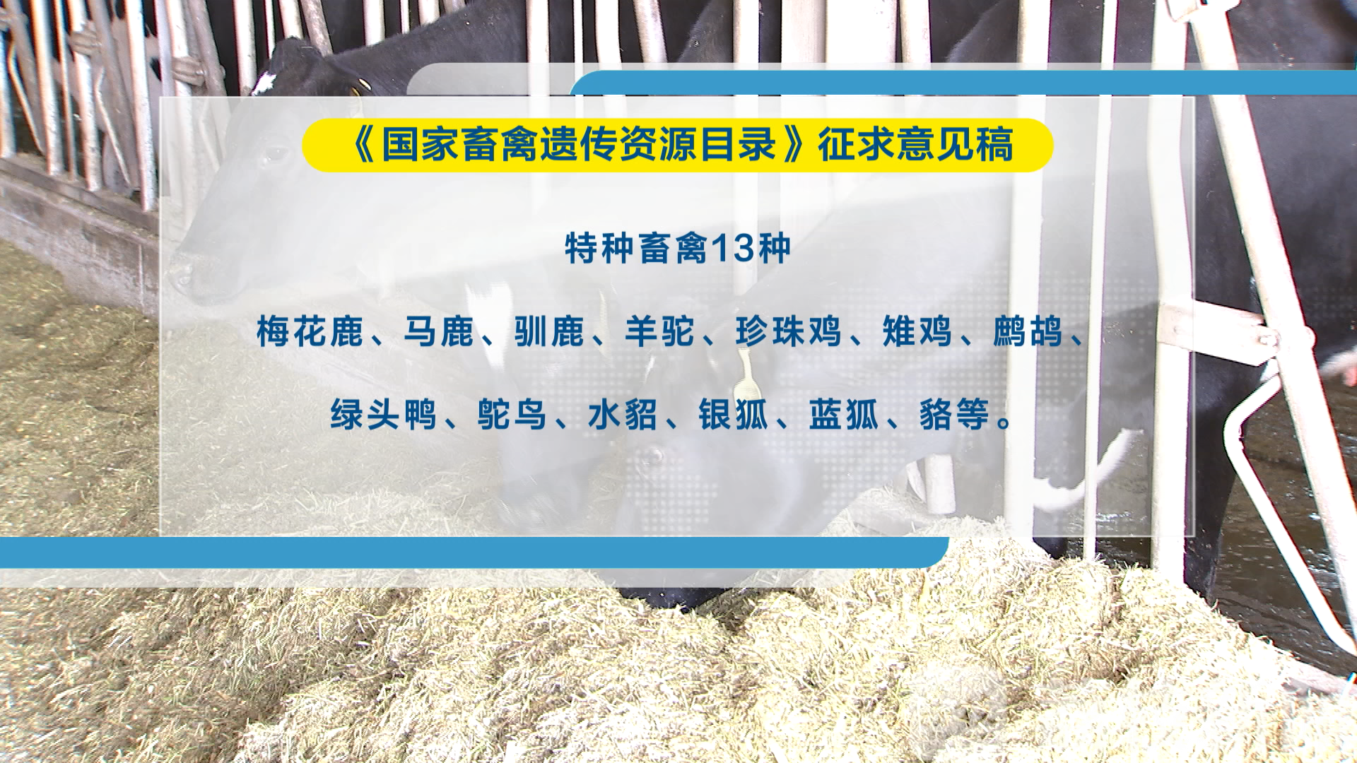 畜禽■全国或将禁食狗肉！可食用动物名单公开征求意见