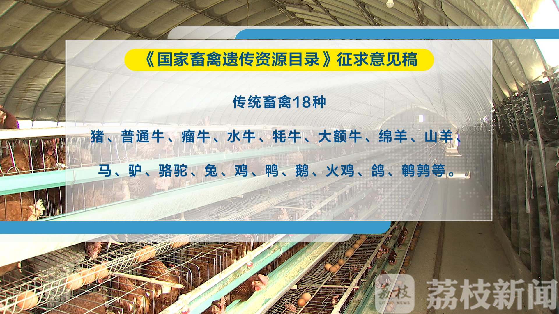 畜禽■全国或将禁食狗肉！可食用动物名单公开征求意见