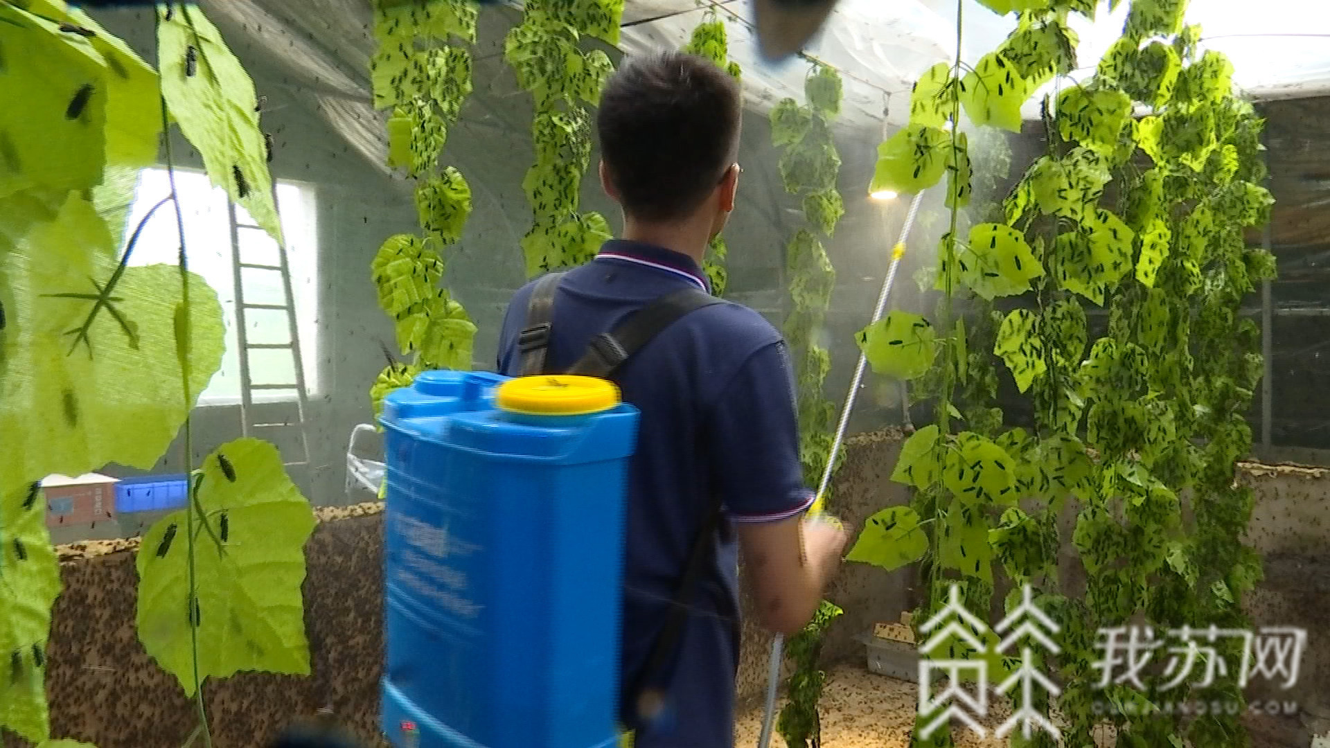 『垃圾』难怪两位小哥哥弃白领工作去养虫！ 这种虫一吨能吃五吨垃圾