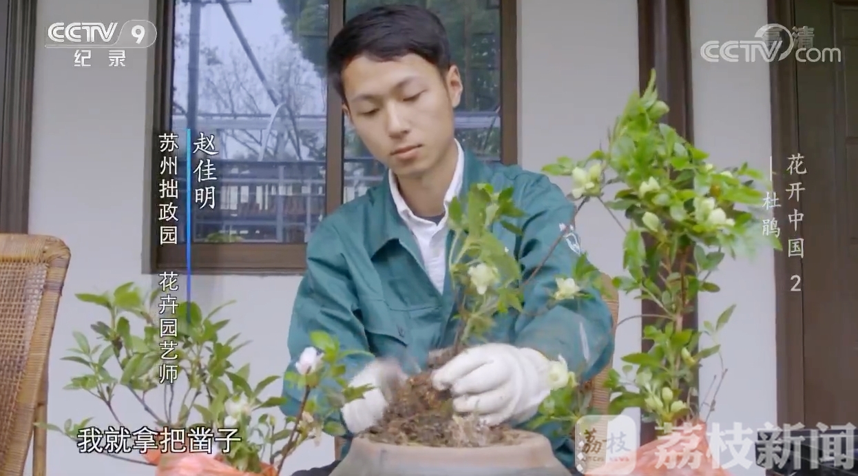 「园艺」走近一盆一世界里的工匠传承 苏州90后“园艺师”和他的杜鹃花登上央视