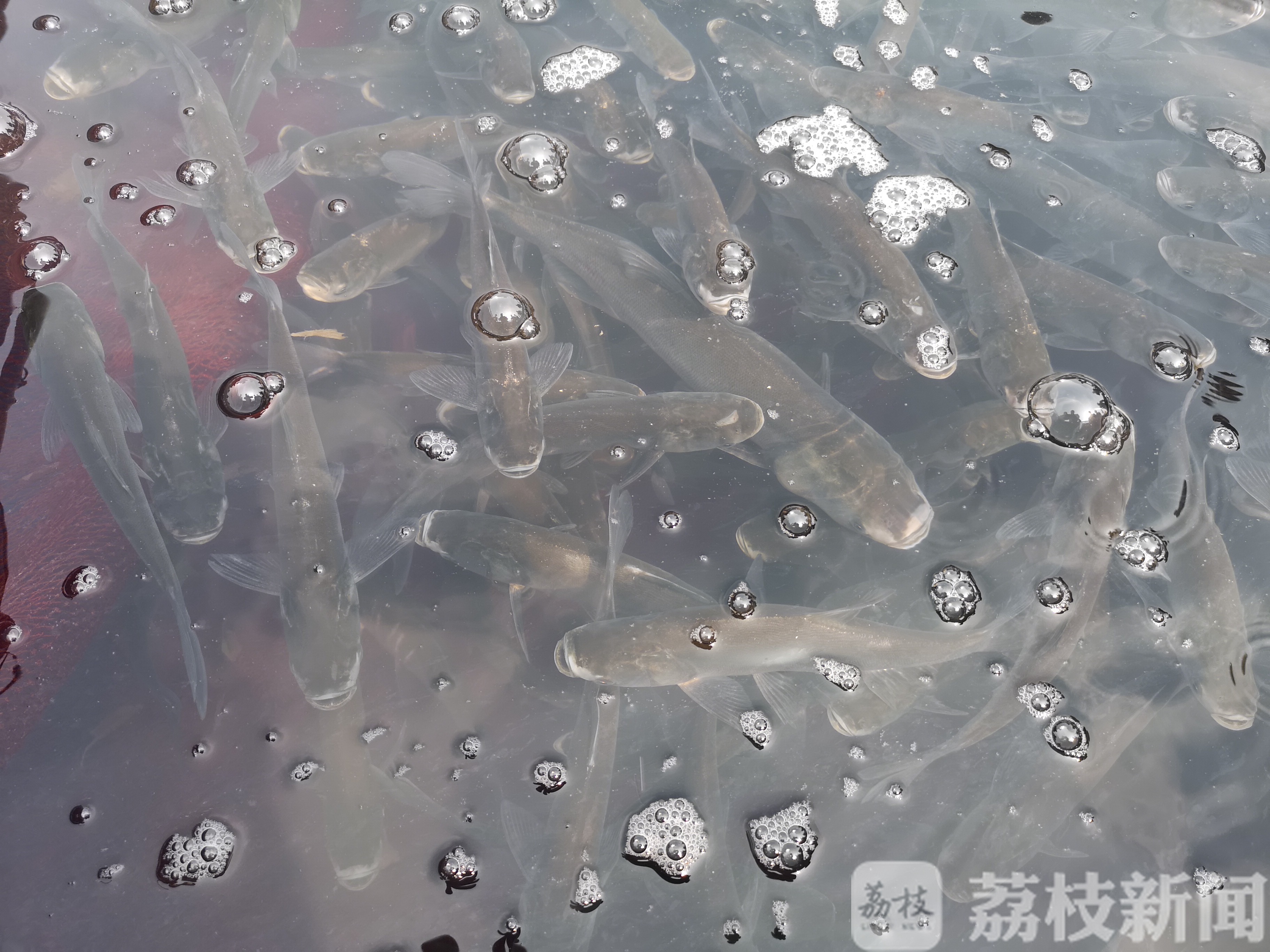放流■未来54天内放流数量将达1.14亿 “云放流”!1万多尾(只)鱼蟹苗种回归高宝湖