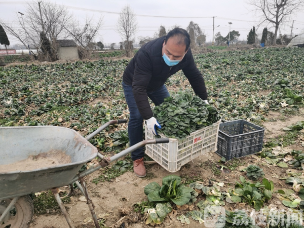 扬州广陵三镇关口前移，守护扬州人的“菜篮子”