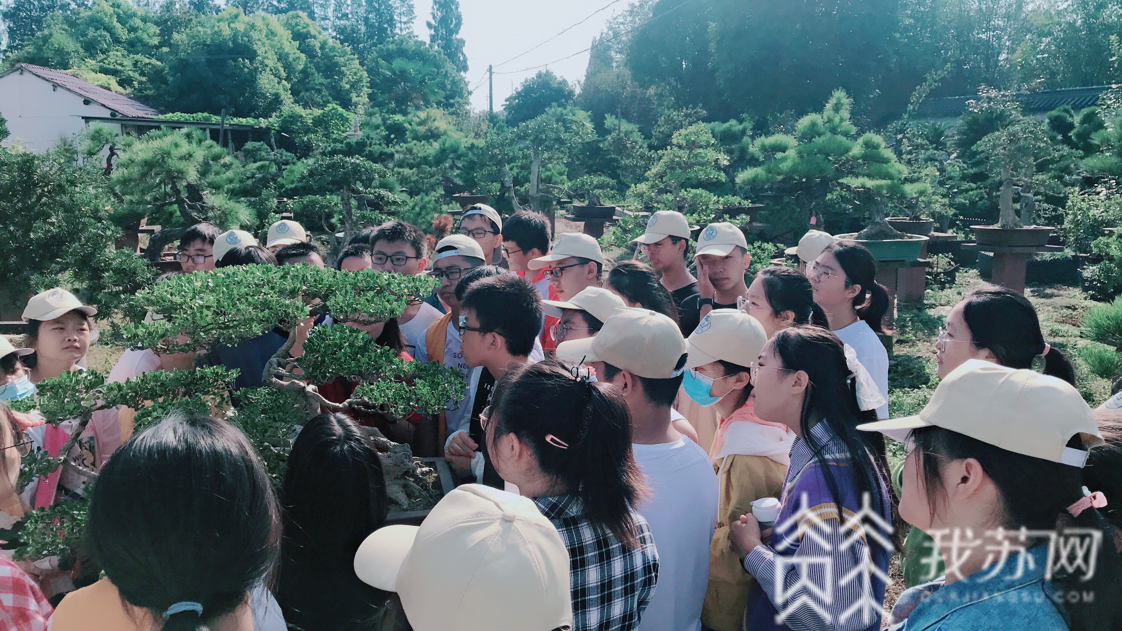 盆景■“收天地之一盂，包四季于方寸”，这项展览在江苏又产生12个金奖