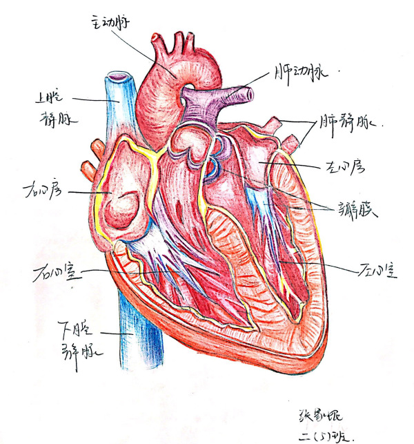 图:心脏结构
