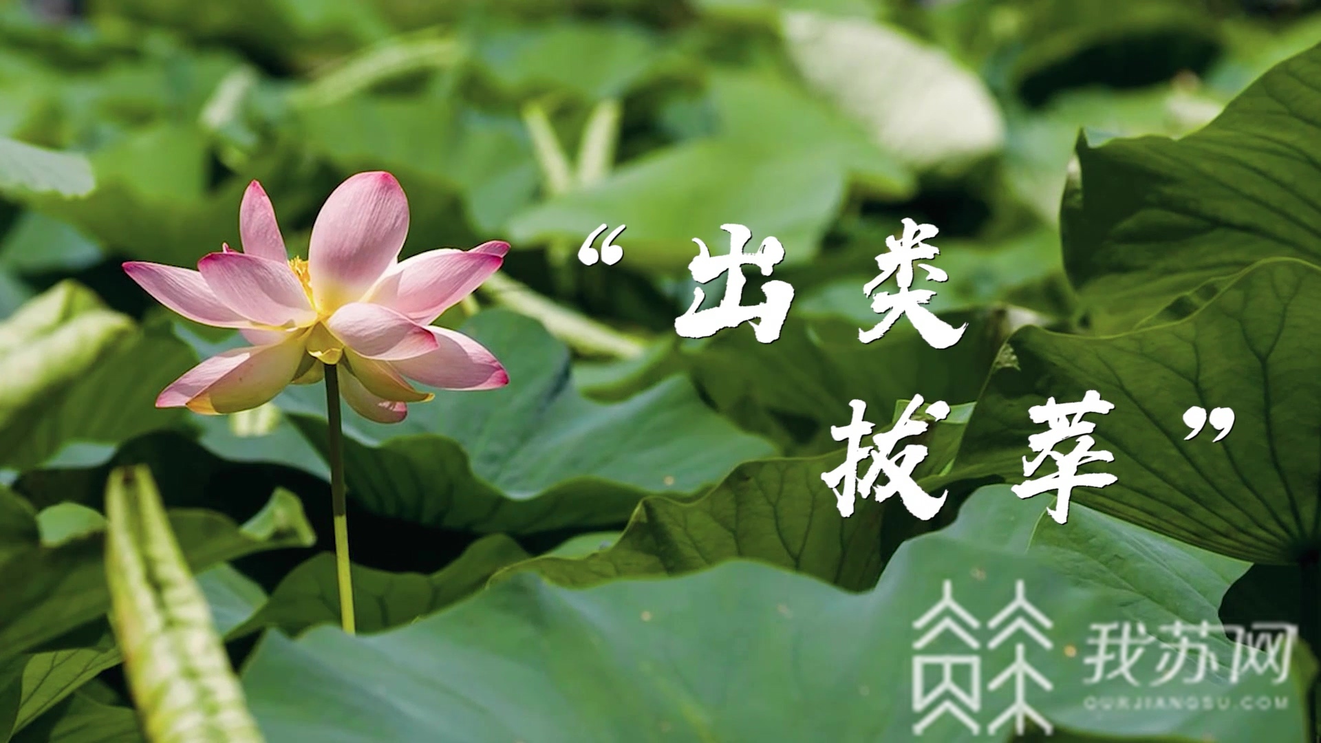 「出类拔萃」美食菜谱助考生“出类拔萃” 简单又美味