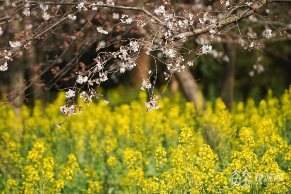 这个春天，到无锡太湖鼋头渚来场樱花之旅！