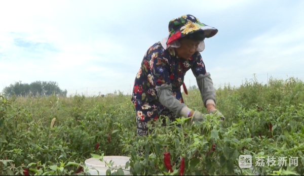 澳门新葡澳京官网网络中国节｜江苏地产果蔬抓紧采收上市 中秋国庆佳节供应有保障(图3)