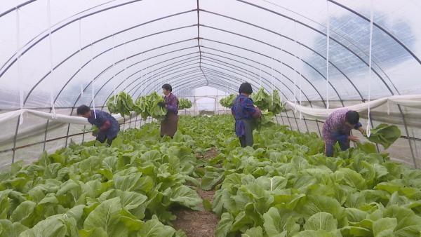 人勤春来早田间农事忙县农业专家提醒广大种植户做好春季蔬菜生产(图3)