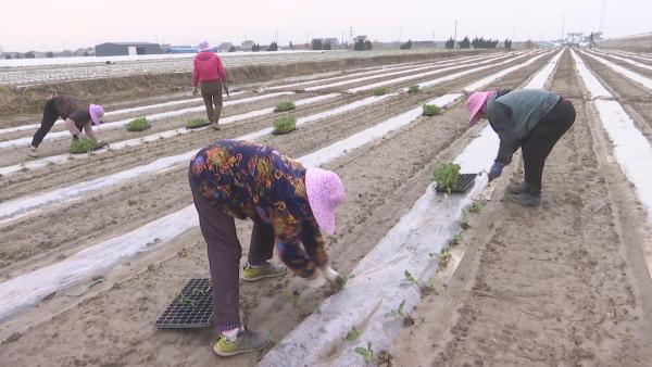 人勤春来早田间农事忙县农业专家提醒广大种植户做好春季蔬菜生产(图2)