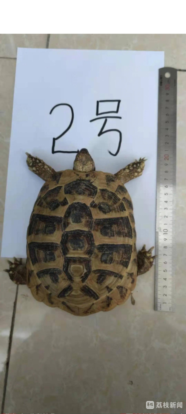 徐州睢宁警方破获两起非法买卖野生动物案_荔枝网新闻