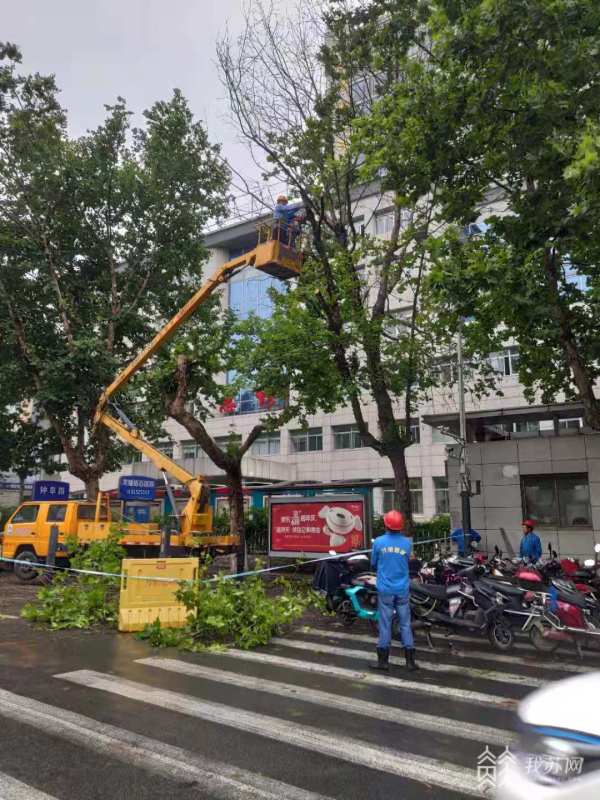大风吹断行道树 南京园林部门紧急排险