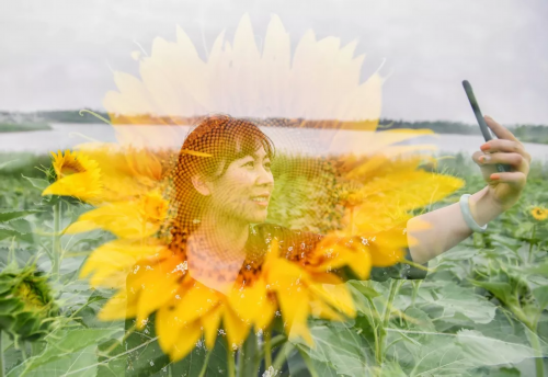 2581亩！这个夏天，来看“向日葵的故事”！_荔枝新闻