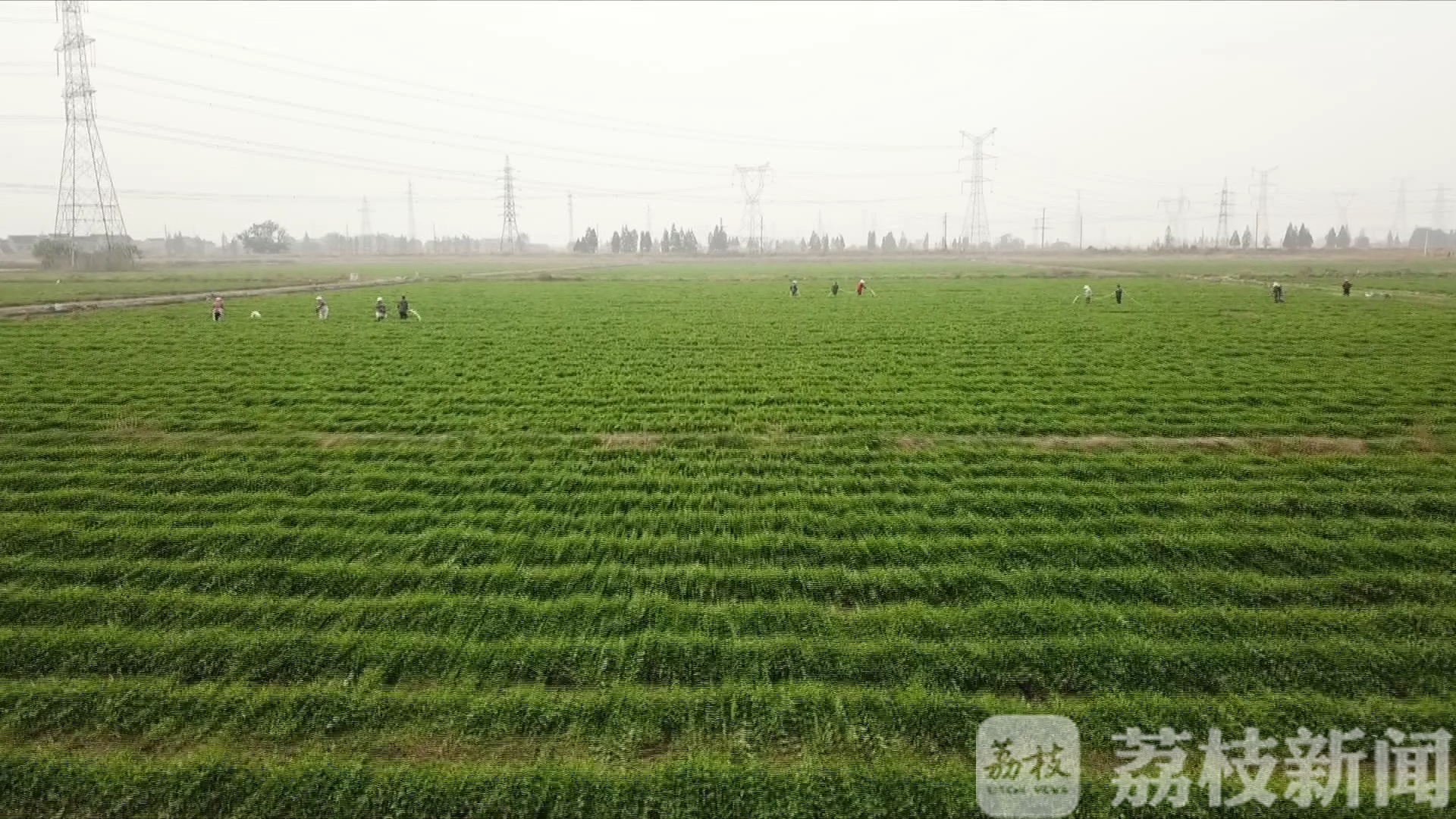 溧阳白芹种植图片