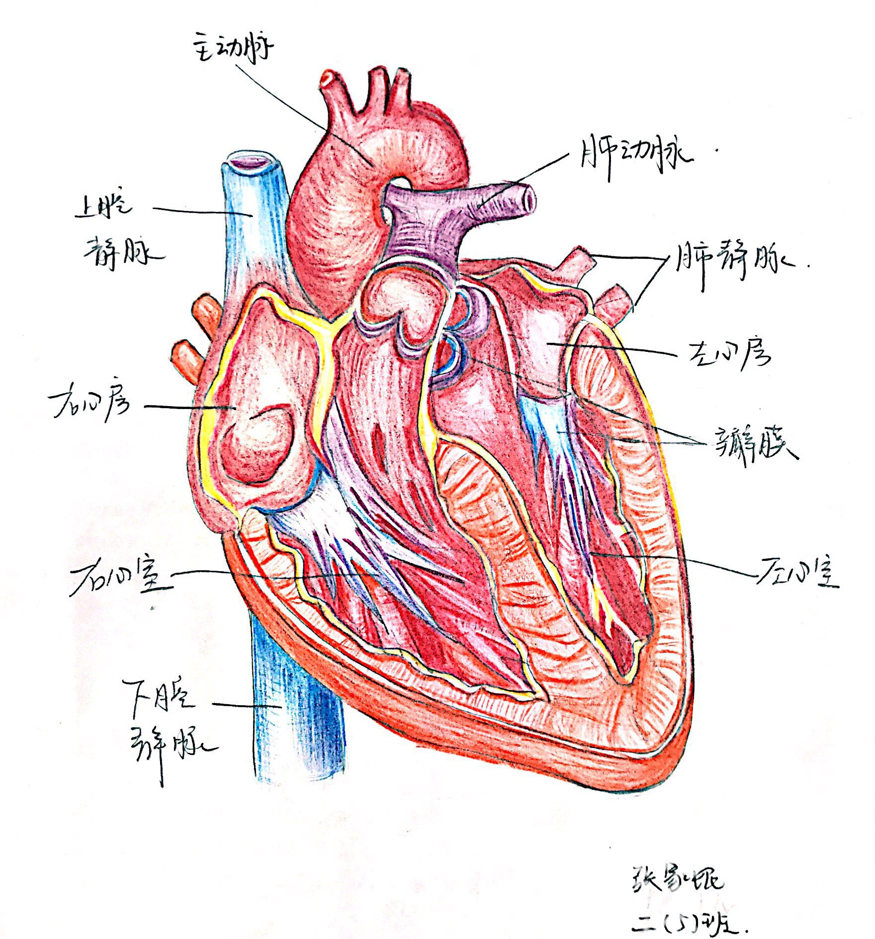 图 心脏结构