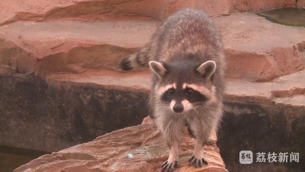 七十五万分之一罕见的白化小浣熊在徐州野生动物园诞生