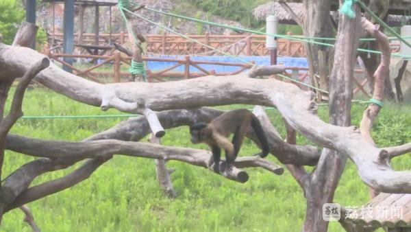 七十五万分之一罕见的白化小浣熊在徐州野生动物园诞生