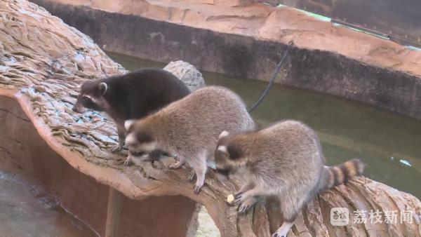 七十五万分之一罕见的白化小浣熊在徐州野生动物园诞生