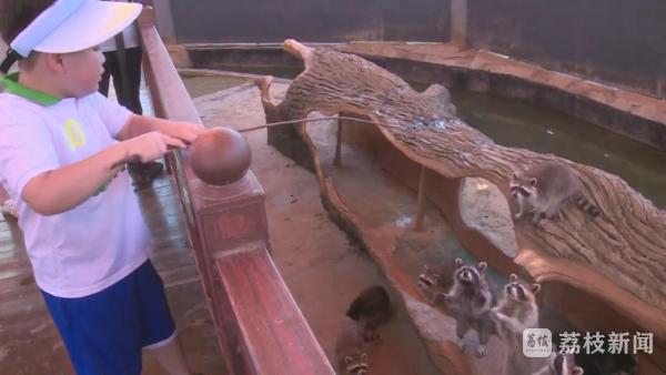 七十五万分之一罕见的白化小浣熊在徐州野生动物园诞生