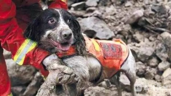 汶川地震救援最后一只搜救犬离世训导员未能见最后一面留遗憾