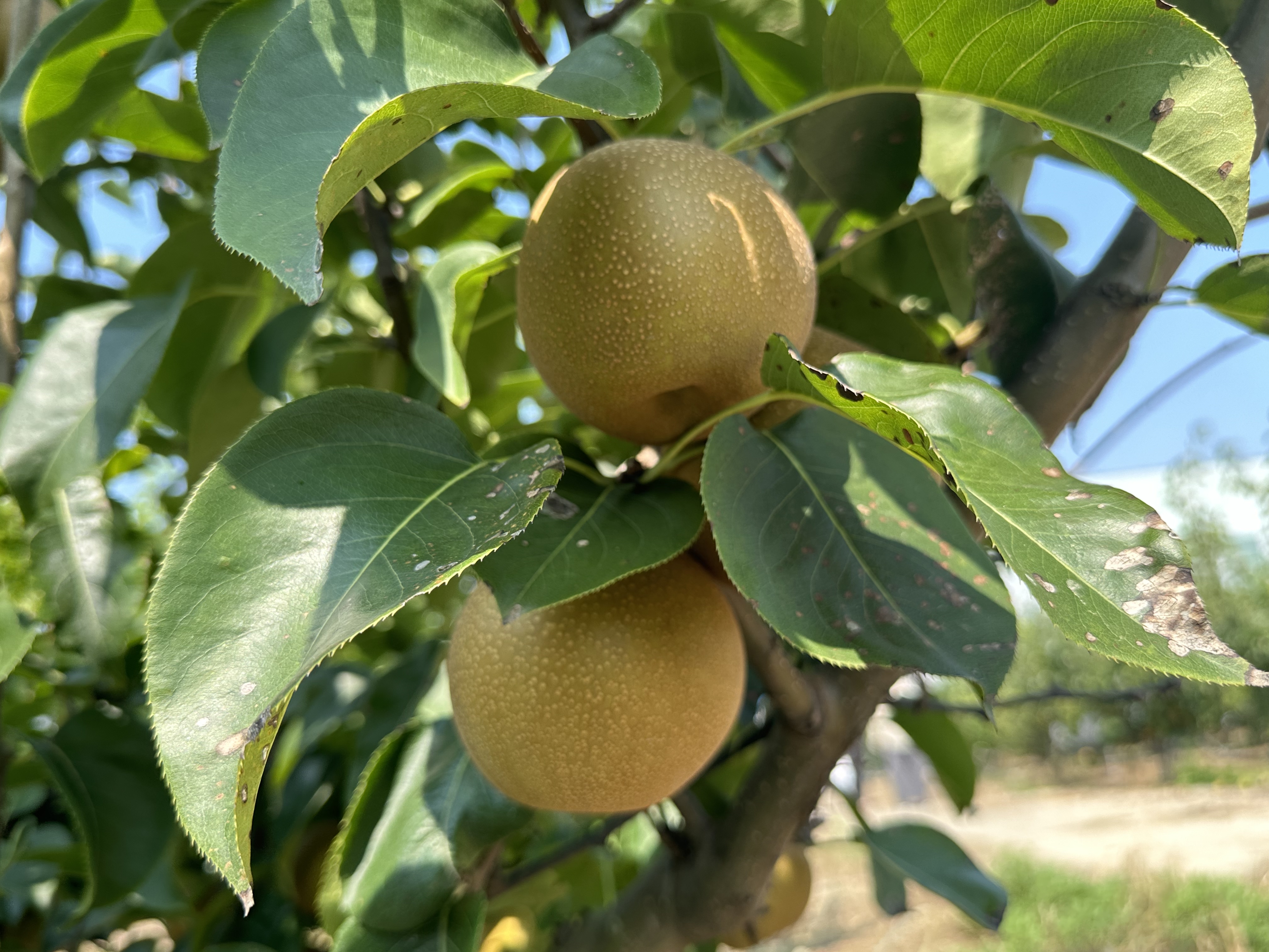 秋梨上市 采摘期可持续至9月下旬