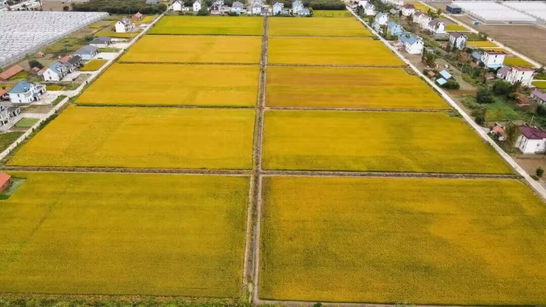 如东新媒体>本地曹埠镇是江苏省农业大镇和农业强镇,优质稻麦,绿色