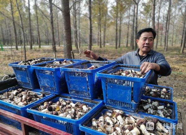 無論是土地面積還是土地質量都是種植松茸的最佳良田,其他各村的