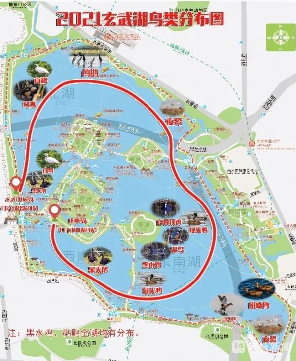 好消息南京玄武湖观鸟游湖专线本周末出发