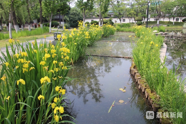24日下午,网友在莫愁湖鸢尾园看到,水域边的鸢尾花全部盛开了,黄的,紫