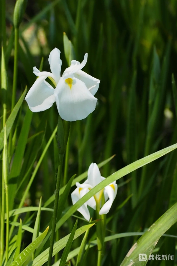 白色鸢尾花开莫愁翩翩起舞清雅而至