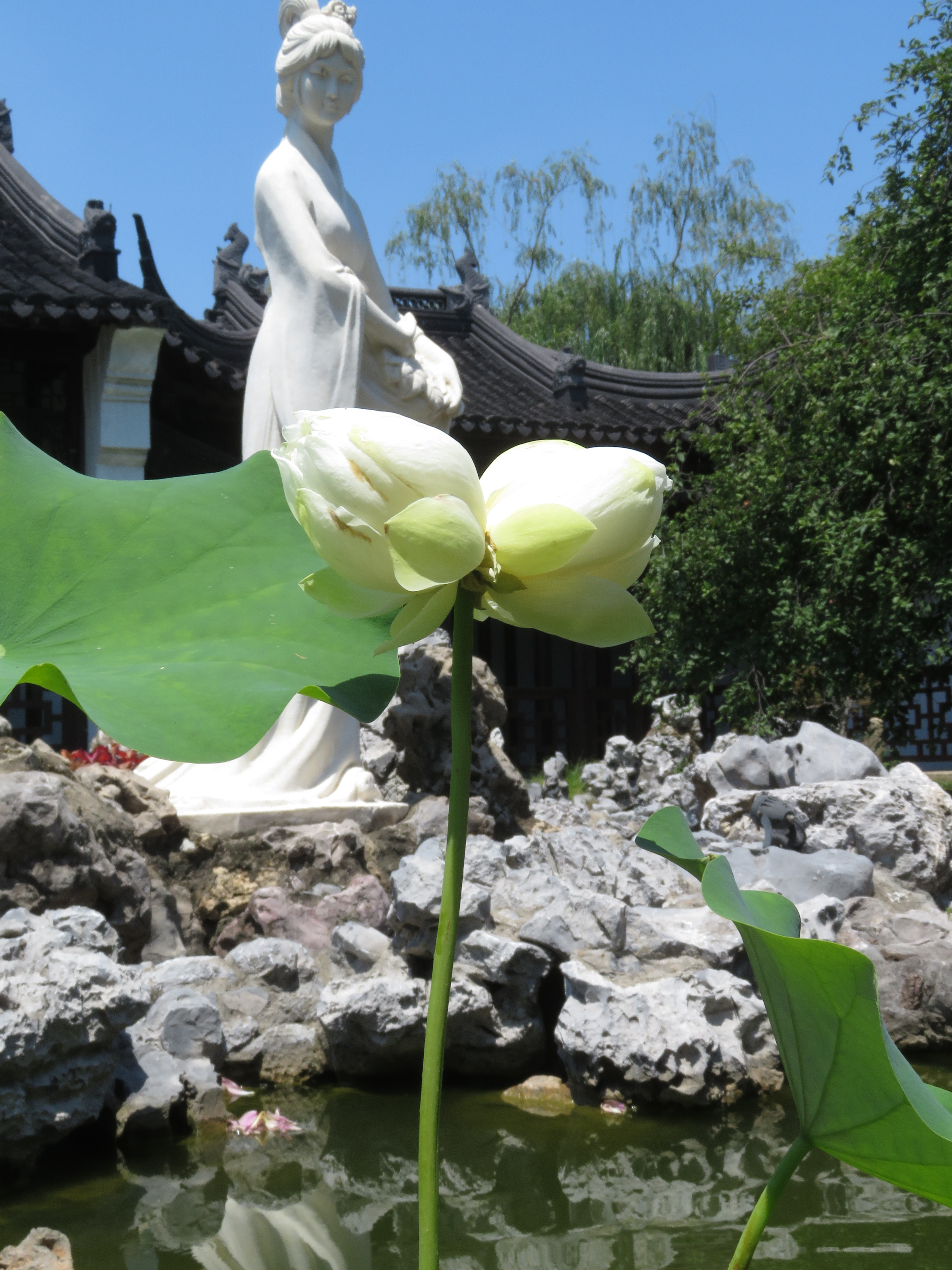 相隔一年白色并蒂莲再度亮相莫愁湖