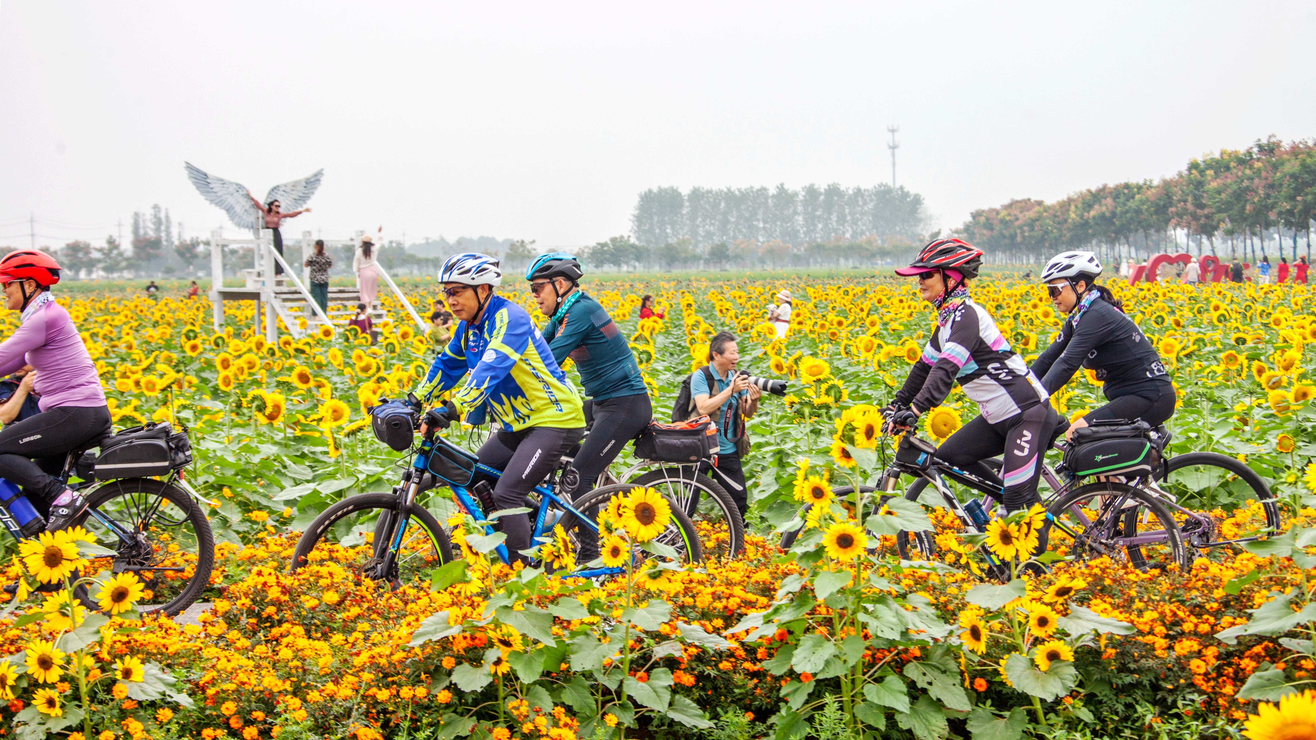 南京浦口永宁河岸花海图片