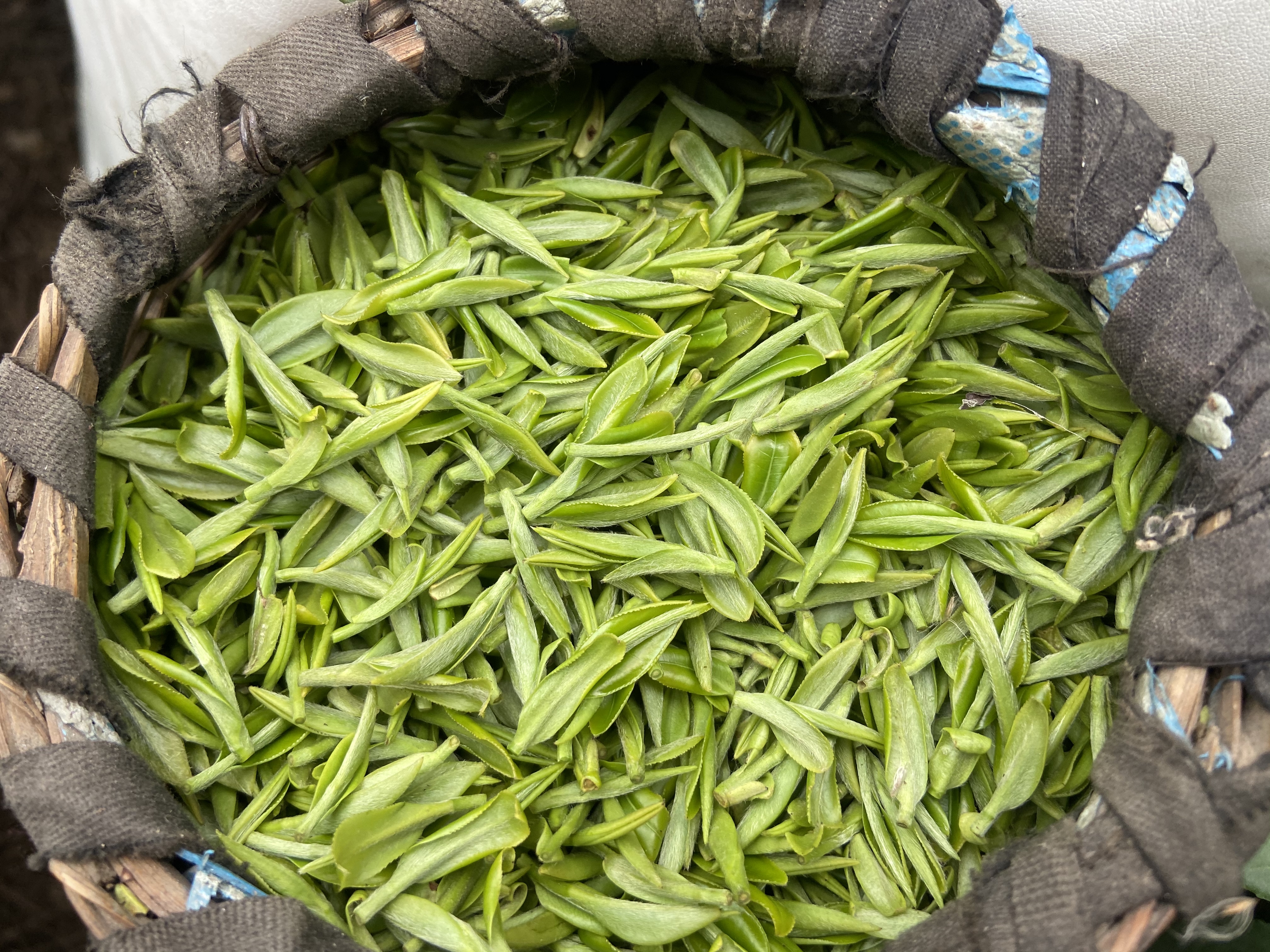 在壹零捌茶叶专业合作社的茶园内,茶山翠绿葱茏,嫩绿的新芽从枝头争先