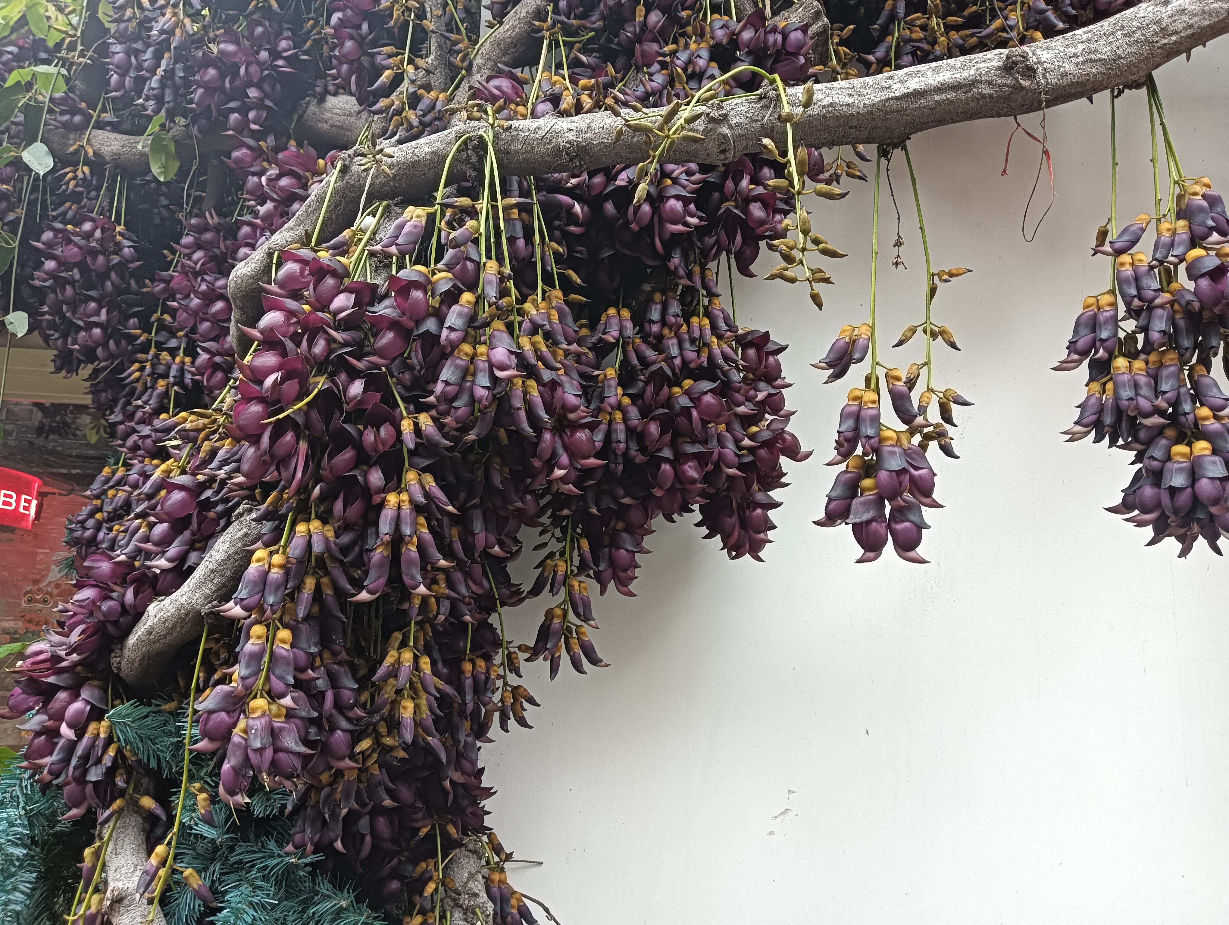 油麻藤花可以吃吗图片