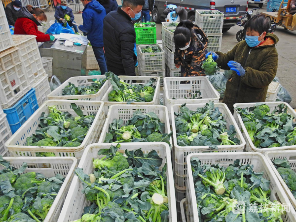 在江蘇凌家塘農副產品批發市場,地產青菜,菠菜,香菜以及來自湖北,安徽