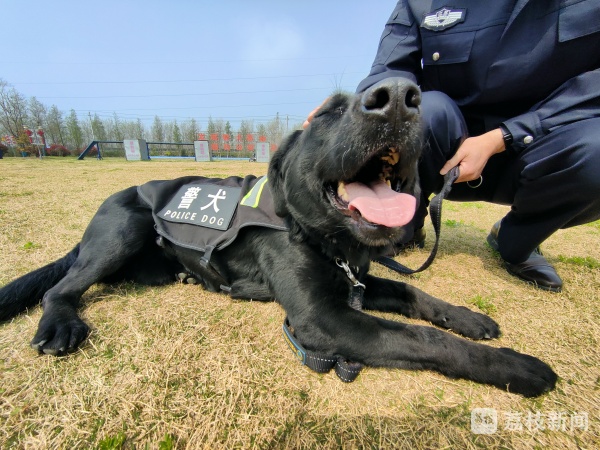 神兵警犬52秒寻回落在麦田里的手机