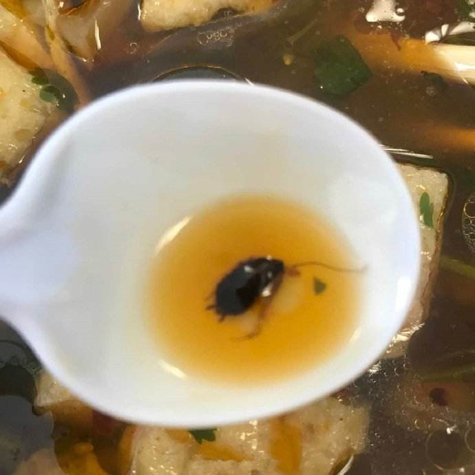 广东蟑螂汤图片
