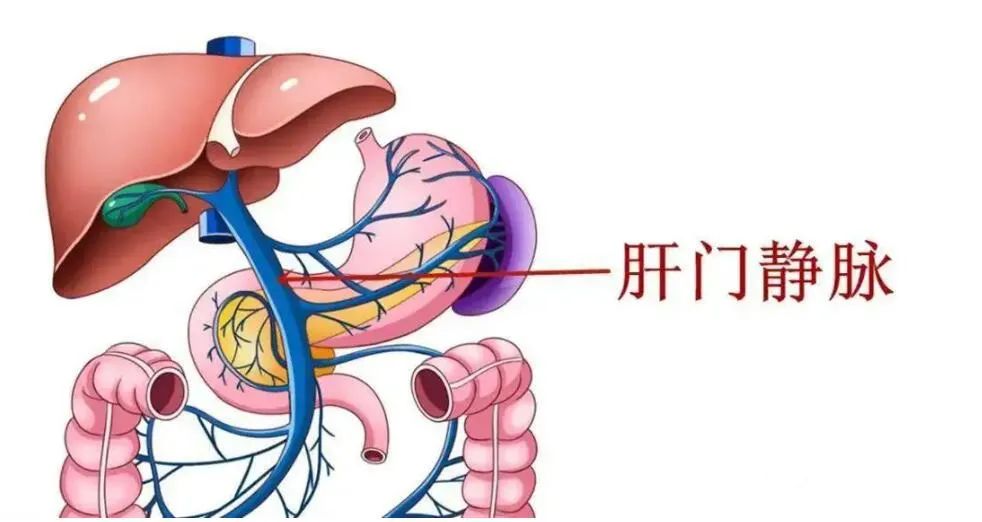 第一肝门位置图片图片