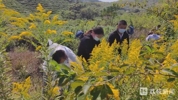 “加拿大一枝黄花”现身南京江宁 多部门积极组织清除工作