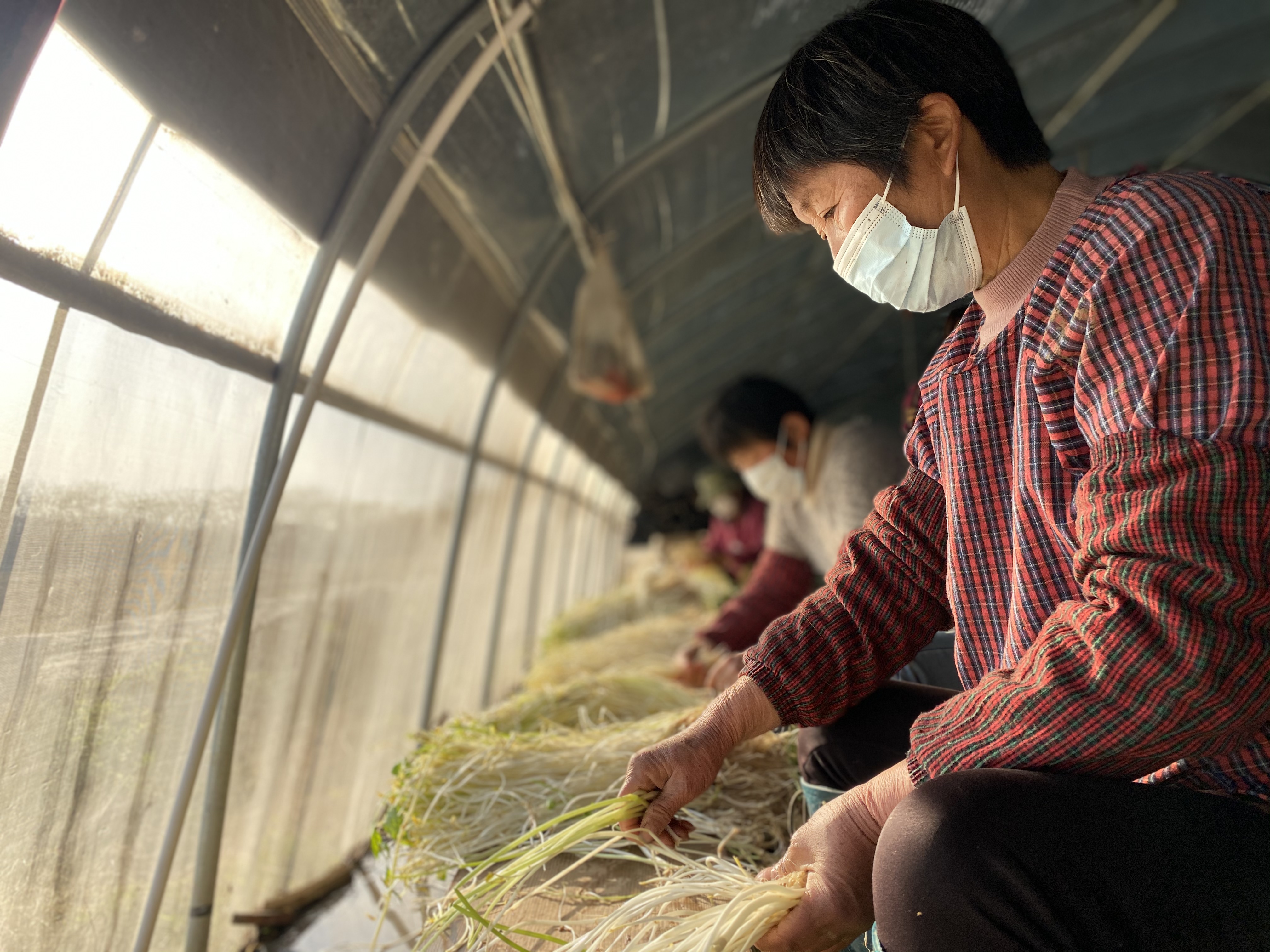 溧阳白芹种植图片