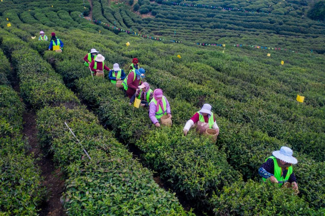 黄龙岘龙毫茶图片